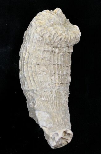 Fossil Horn Coral (Placosmilia) - Cretaceous #25603